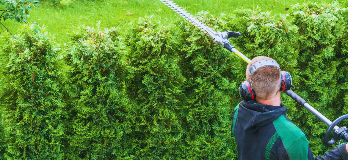 periode-pour-tailler-une-haie