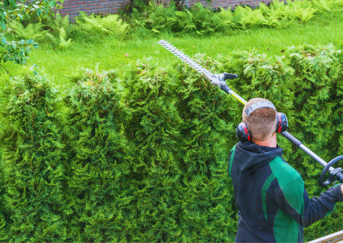 periode-pour-tailler-une-haie